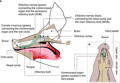 Pig olfaction: the potential impact and use of odors in commercial pig husbandry